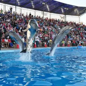 dolphin show